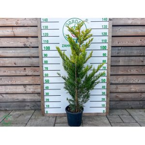Cyprusovec leylandský (Cupressocyparis leylandii) ´GOLD RIDER´- výška 120-150 cm, kont. C12L